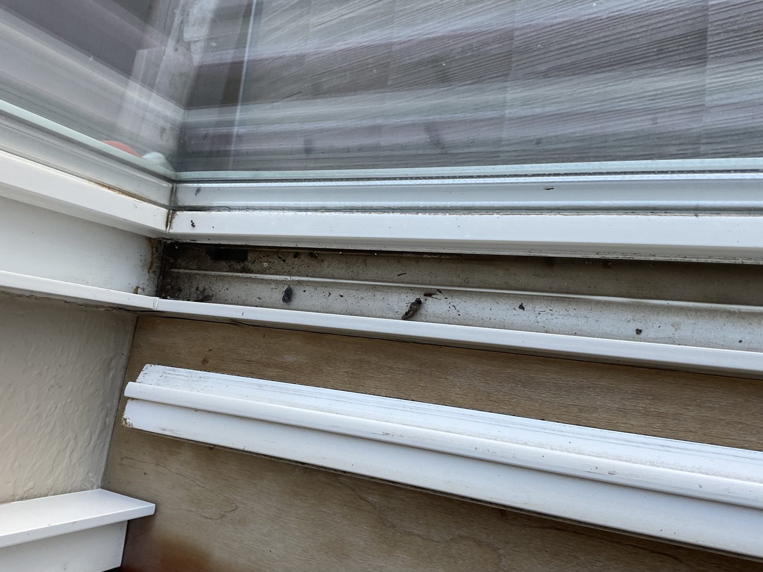 Window track before cleaning: packed dirt, debris, and dead insects along the rails
